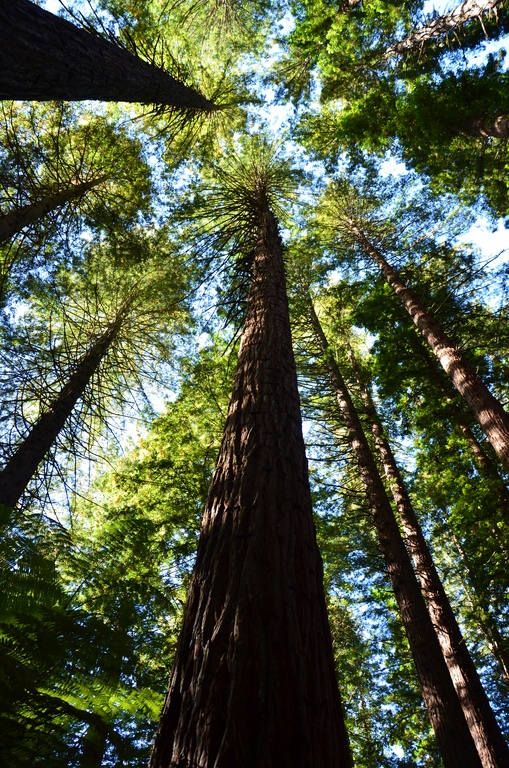 2017-03 New Zealand/Red Woods/DSC_0156.JPG